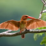 石垣島レンタカーで八重山の生き物にふれよう！イベント＆自然観察スポット紹介